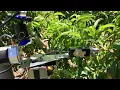 A Glimpse into the Peach Orchard of the Future