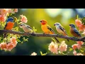 Peaceful Relaxing Piano and Bird Sounds | Healing Nature Music for a Calm Mind