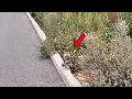 Download Lagu While biking, I saw an emaciated stray cat sitting roadside, motionless as if used to being ignored