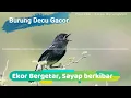Download Lagu Suara Burung Decu Gacor - Kacer Mini | Kicau Burung Mp3