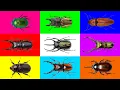 Download Lagu Insect: Hertenhertkever, Girafhertkever, Zebrahertkever, Groene kever, Driehoornkever