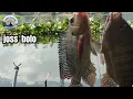 Download Lagu MANCING NILA UMPAN LUMUT,MANCING TERBARU NGANTANG