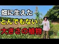 Download Lagu 緑肥の種を蒔いたら化け物みたいな植物が出てきた。。。　【園芸超人カーメン君】