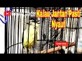 Suara Burung Opior Jambul Gacor - Pancingan Opior Jambul Biar Cepat Bunyi