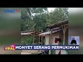 Download Lagu Kelaparan, Kawanan Monyet Liar Serang Permukiman Warga di Sampang, Madura #LintasiNewsSiang 15/02