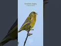 Download Lagu Burung pipit hijau menyanyikan lagu yang indah - Suara burung
