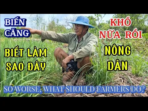 Download MP3 BIẾN CĂNG KHỔ NỮA RỒI NÔNG DÂN BIẾT LÀM SAO ĐÂY|SO WORSE WHAT SHOULD FARMERS DO?| Giải Trí Miền Tây