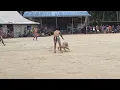 Download Lagu Kamë nang ha un(Pig fight) 🐖at Tamaloo village carnicobar 