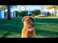 HOW TO TEACH ANY DOG RECALL WITH THE E-COLLAR
