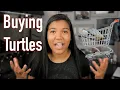 Where to BUY a Turtle turtle shopping tips and advice