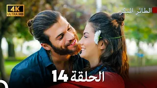 مسلسل الطائر المبكر الحلقة 14 4K Arabic Dubbed  مسلسل الطائر المبكر الحلقة 14 4K Arabic Dubbed