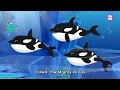 Why Orcas Are Called Killer Whales? | How Mighty Orcas Hunt There Prey? | Learn All About Orcas