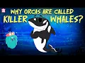 Why Orcas Are Called Killer Whales How Mighty Orcas Hunt There Prey Learn All About Orcas