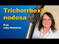 Hair that never grows - Trichorrhexis nodosa