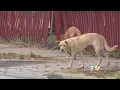 Dallas Animal Services Cracking Down On Irresponsible Dog Owners