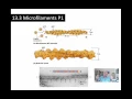 Chapter 13 Su2016 P6 Microfilaments 1