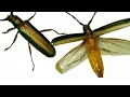 Download Lagu SERANGGA KUMBANG  (cerambycidae)