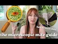 all about the 3 invisible mites hiding on your houseplants