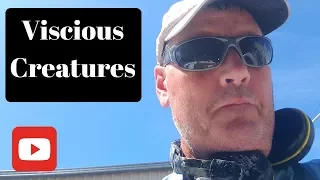 Ep019  Viscious Creatures
