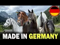 Download Lagu All 5 German Horse Breeds (Inc 1 Recently Discovered)