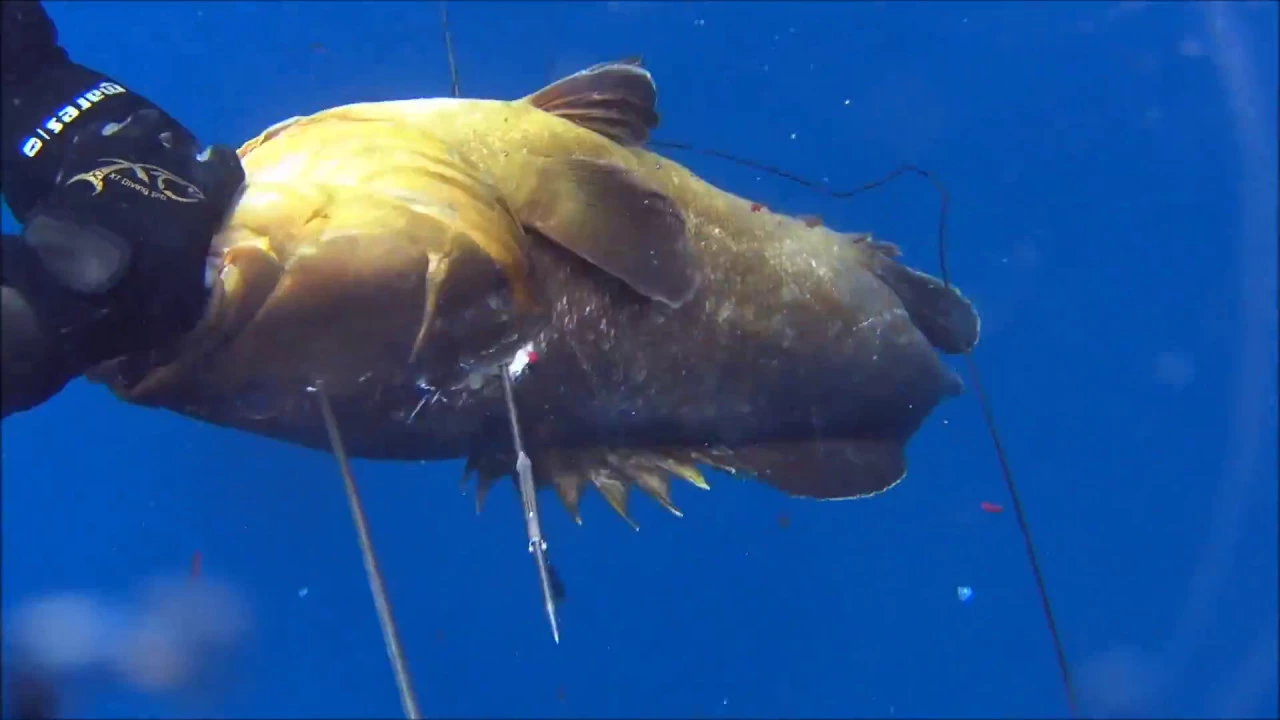 Spearfishing the way of my life - World Champion George Vasiliou