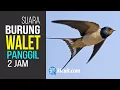 Download Lagu Suara PANGGIL Burung Walet - Durasi 2 Jam