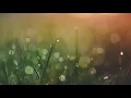 Hayley Williams - My Limb