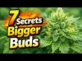 7 Easy Ways to Boost Bud Size Naturally