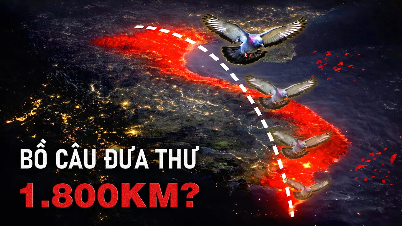 Chiến Thần "Shipper": Chim Bồ Câu Bay 100km/h Không Cần Google Maps!