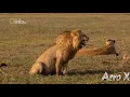 Lion Laughing gif