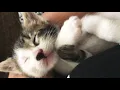 Kedi Gorbi Ninni İle Uyumayı Çok Seviyor