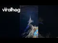 Download Lagu Catching a Giant Black Marlin || ViralHog