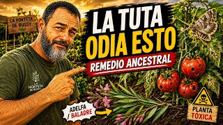 El REMEDIO ANCETRAL contra la TUTA que nadie te cuenta