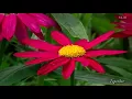 Download Lagu Ernesto Cortazar   Beautiful Piano Music