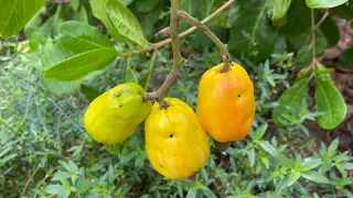 Beautiful Nature with Rural Life Part #3 - Harvest cashew fruit, gooseberry, mulberry, banana
