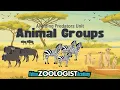 Animal Groups | Why Do Animals Live In Groups?