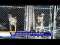 Chico Animal Shelter extends waiving of fees for animal adoptions