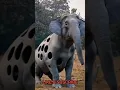 Download Lagu #shorts #viral #elephant #hati #animals #usa