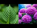 Download Lagu 15 Days of Growing Hydrangeas From Single Leaf to Full Bloom