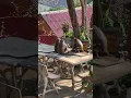 Download Lagu Koh Lanta. Kantiang Bay. Monkeys just outside our bungalow.