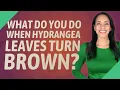 What do you do when hydrangea leaves turn brown