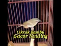 Download Lagu Cikrak Bambu ll gacor nyuling