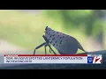 DEM Spotted lanternfly population increasing in RI