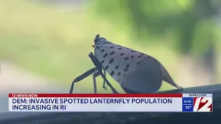 DEM Spotted lanternfly population increasing in RI