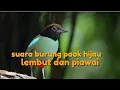 Download Lagu suara burung paok hijau begitu mempesona !!!!