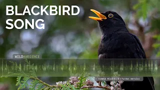 Download Common Blackbird Song \u0026 Calls - The sounds of a blackbird singing in a forest MP3