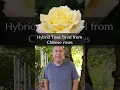 Download Lagu Chinese Roses that Changed the World