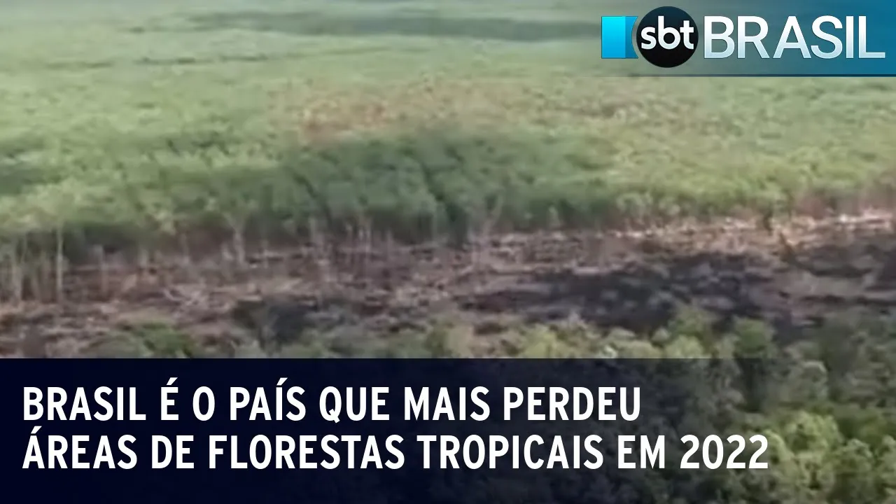 Brasil é o país que mais perdeu áreas de florestas tropicais em 2022 | SBT Brasil (27/06/23)