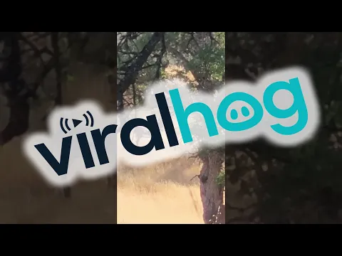 Donkey Joins A Herd Of Elk || ViralHog