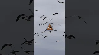 Bird poop & Islands #shorts